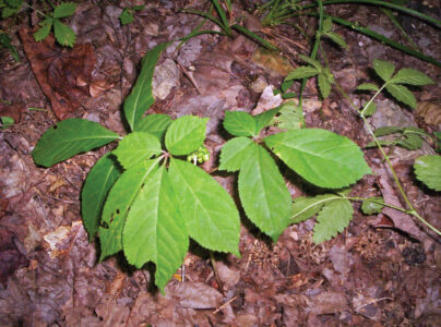 How to Grow Ginseng for Profit Image